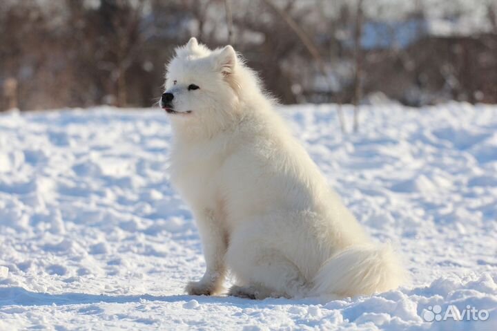 Собака для фотосессии