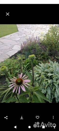 Шалфей дубравный