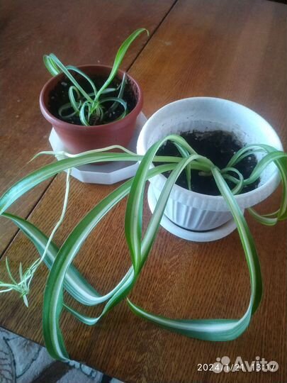 Комнатные растения. Эхмея. Монстера, драцена