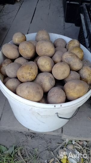 Семенной картофель Лилея белорусский сорт крупный