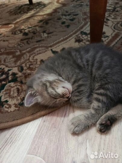 Британские котята