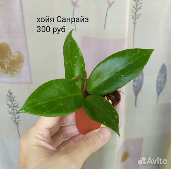 Хойя, комнатные растения