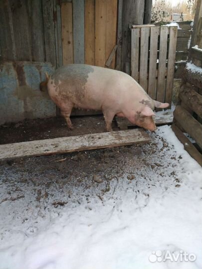 Свиноматка