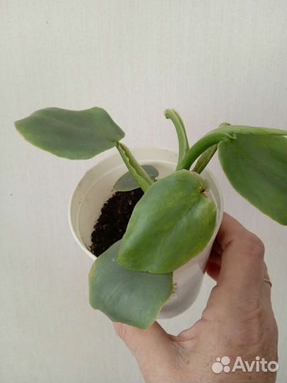 Филодендроны Сильвер Квин и Бразильский