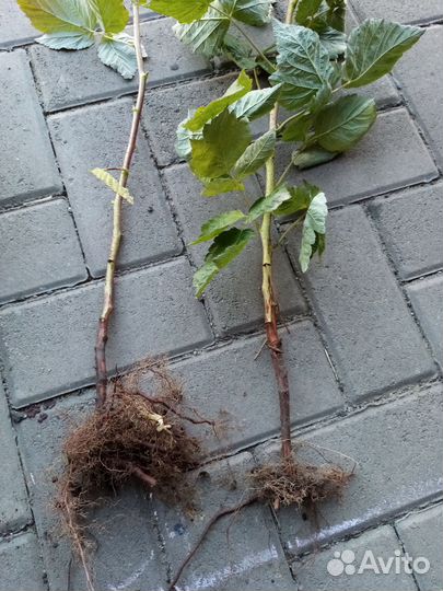 Саженцы малины маравилла