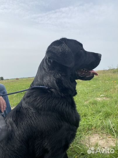 Кобель лабрадор ретривер