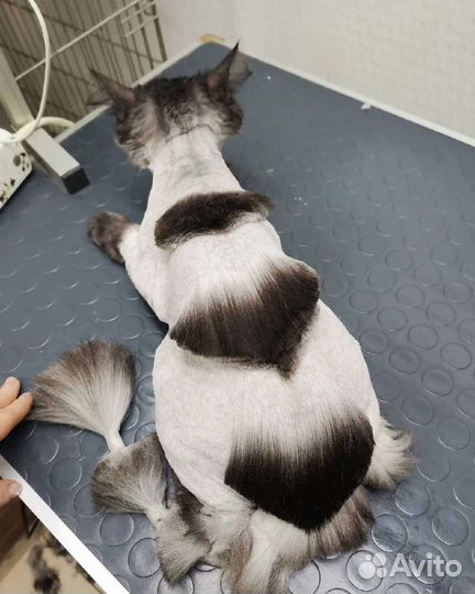 Стрижка кошек, собак