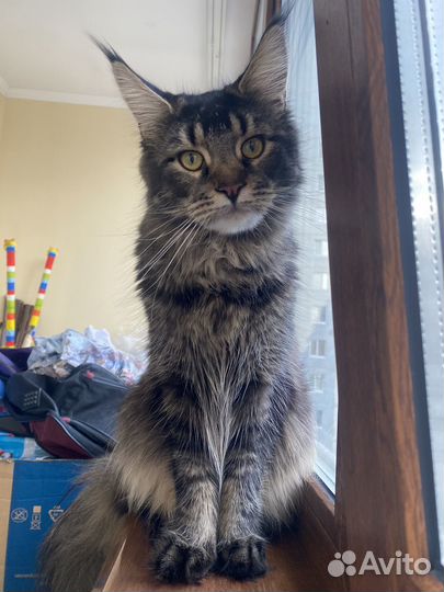 Котята мейнкун