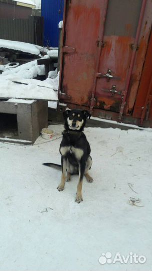 Собака