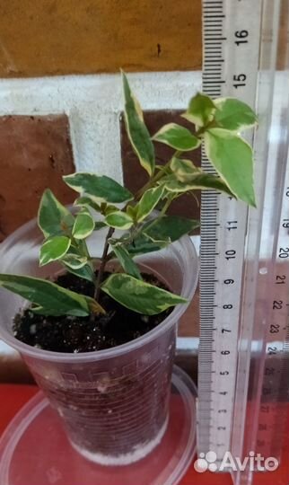 Эсхинантус Твистер. Мирт крупнолистн. вариегатный