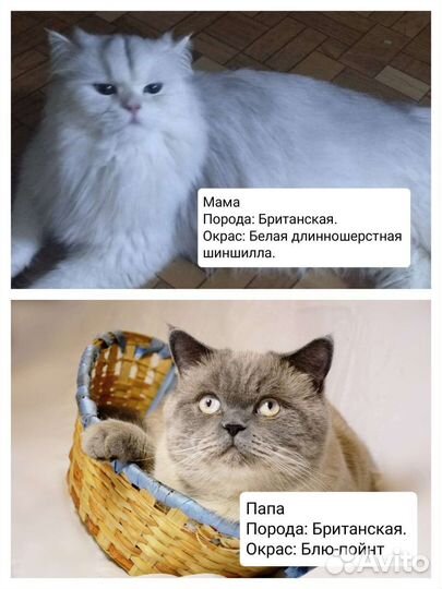 Британская шиншилла