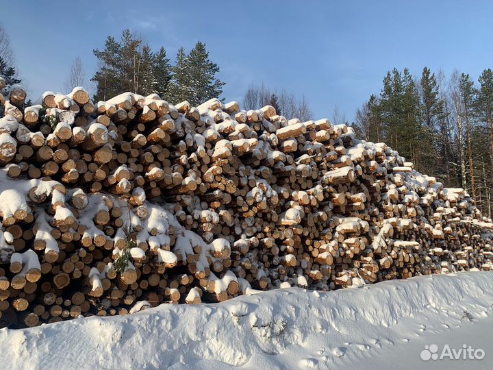 Баланс хвойных пород