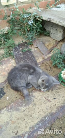 Котята в добрые руки бесплатно