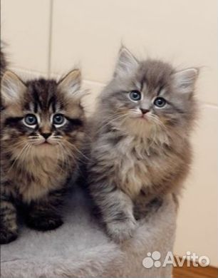 Сибирские котята