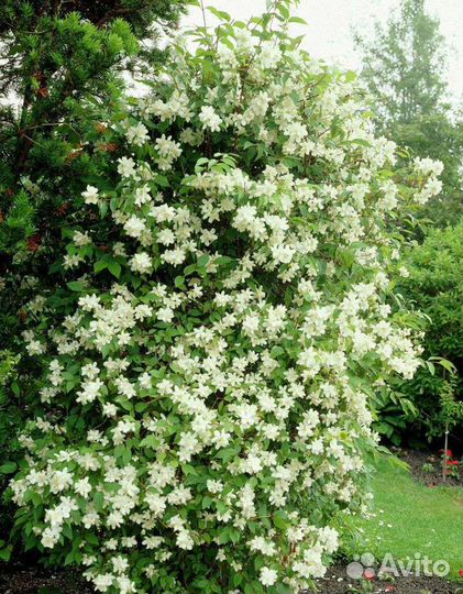 Саженцы жасмина (чубушника)