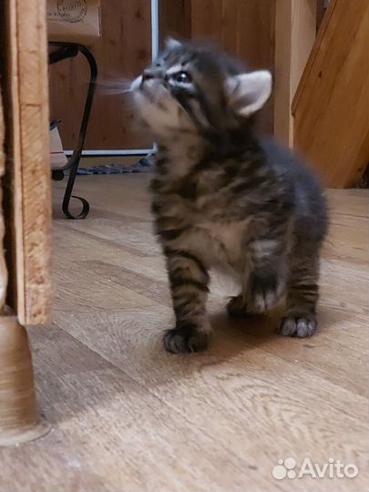 Котята
