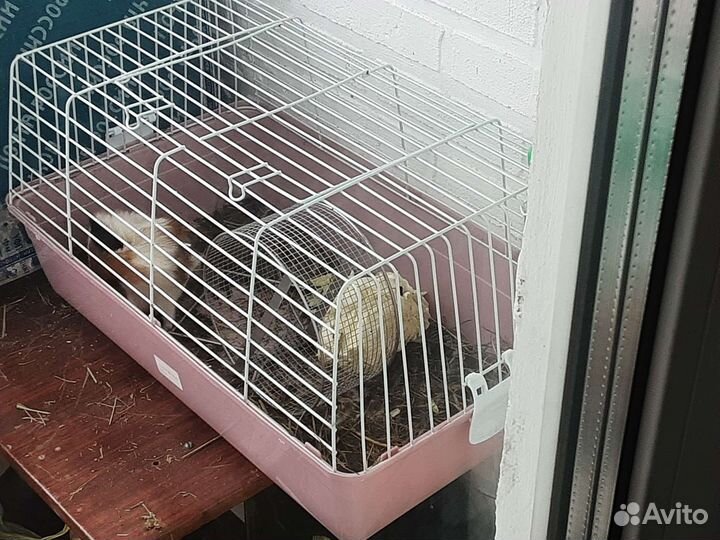 Морские свинки