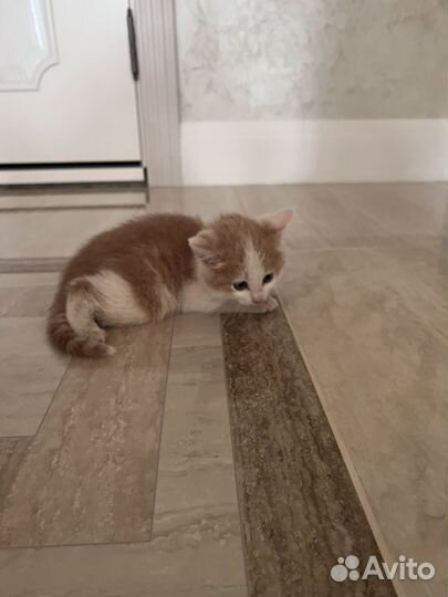 Котенок мальчик