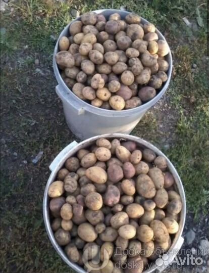 Картофель мелкий на корм животным