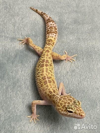 Эублефар. Самка, раптор