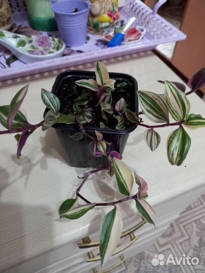 Комнатные цветы