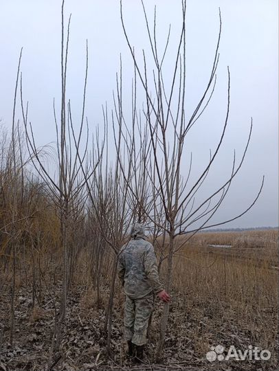 Тополь красный пурпл тауэр