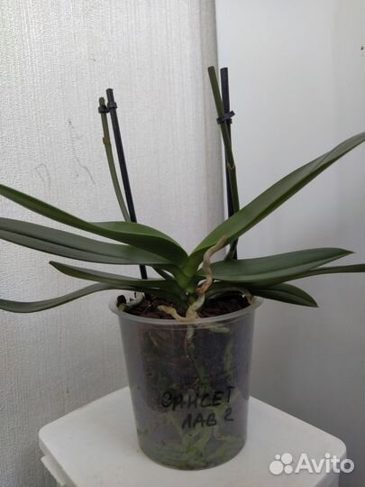 Орхидея фаленопсис оцветашки