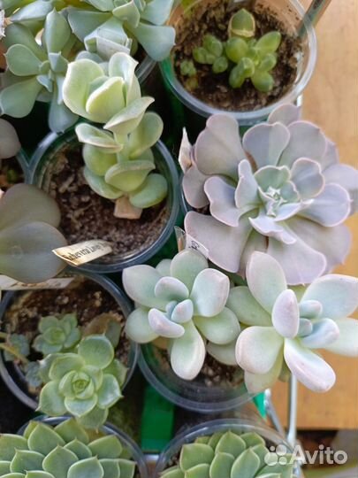 Суккуленты