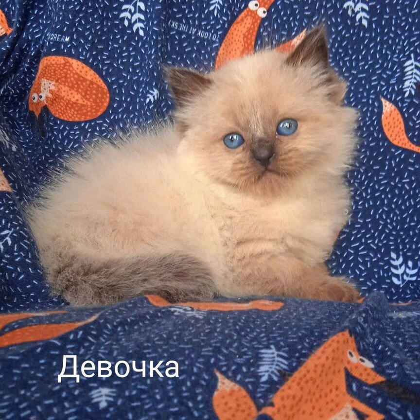 Невские маскарадные котята