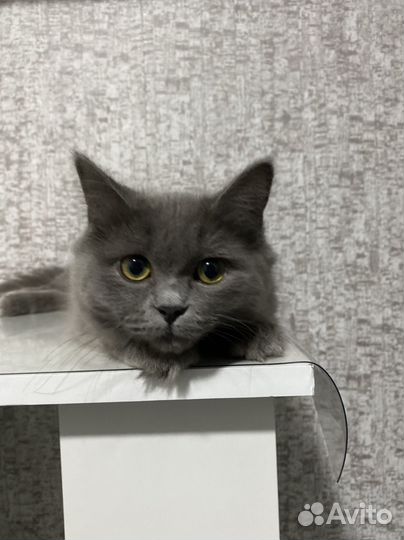 Кошки породистые бесплатно