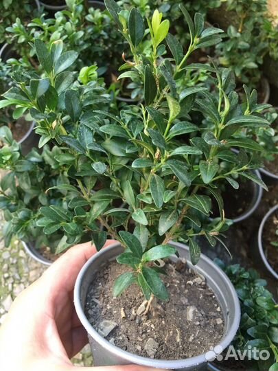 Саженцы самшита на озеленение