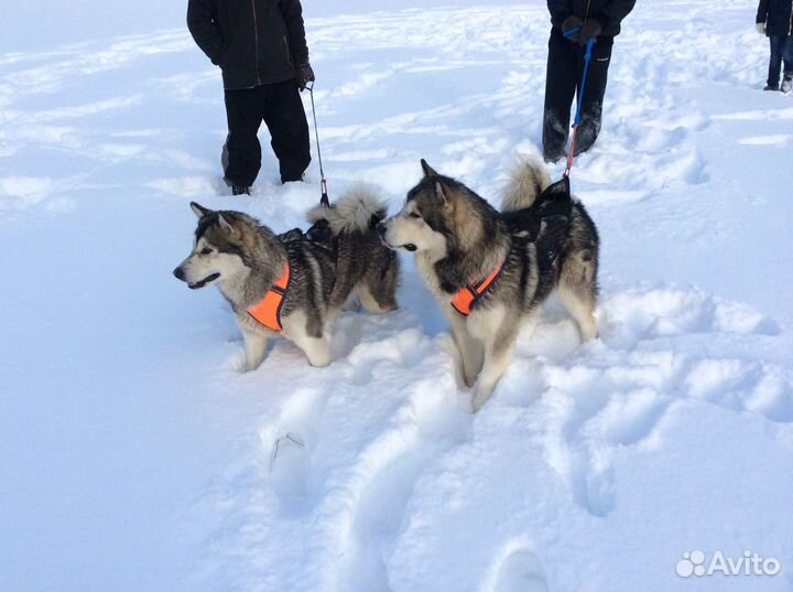 Шлейка - большая