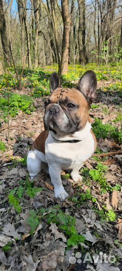 Вязка кобель