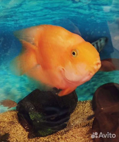 Цихлида попугай