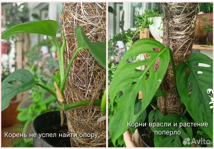 Опора, тотем, столбик для ползущих растений