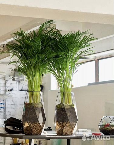 Пальма в кашпо