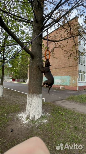 Вязка питбуля