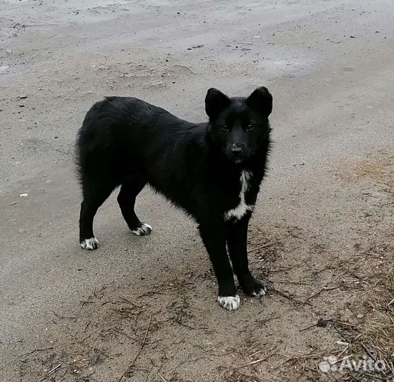 Собаки бесплатно в добрые руки