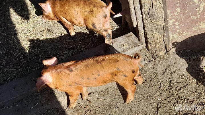 Поросята породы дюрок