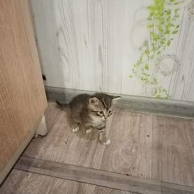 Котята в добрые руки бесплатно