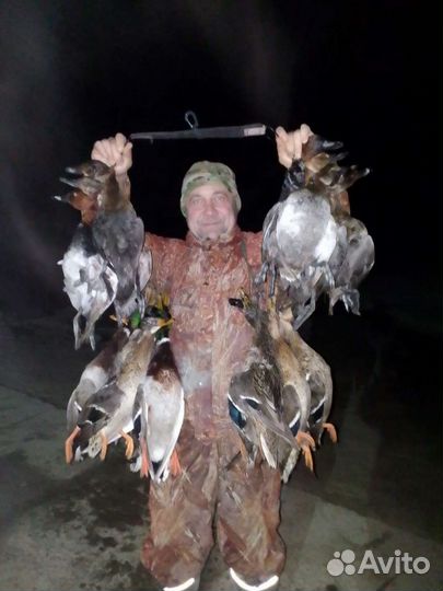 Организация охоты на водоплавающую дичь