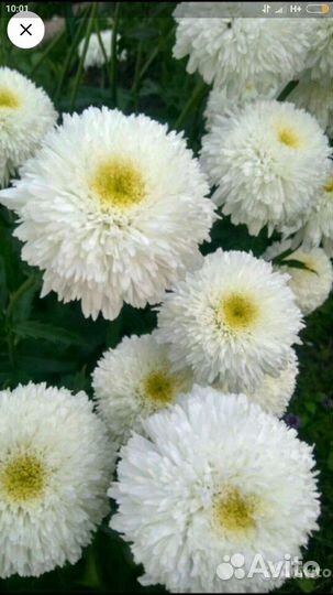 Ромашка махровая