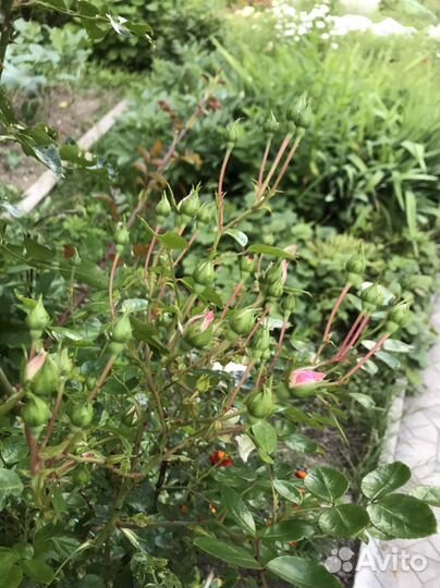 Роза плетистая