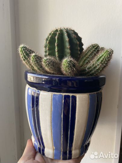 Катус. Комнатные растения. Обмен