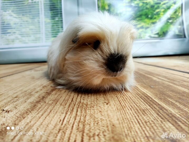 Морские свинки Коронет Калифорния(девочки)