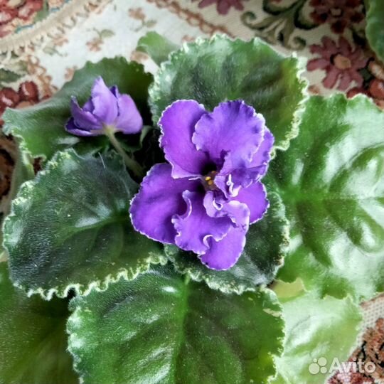 Сортовые фиалки