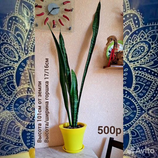 Сансевиерия. Щучий хвост