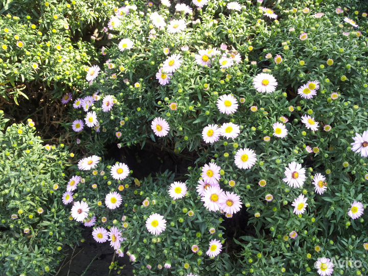 Астра кустовая