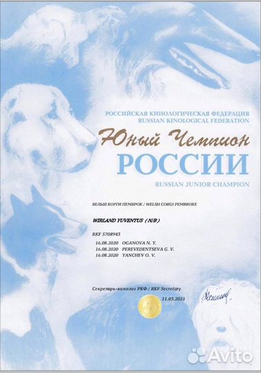 Щенки вельш-корги пемброк