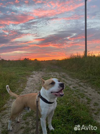 Передержка собак, кошек, грызунов